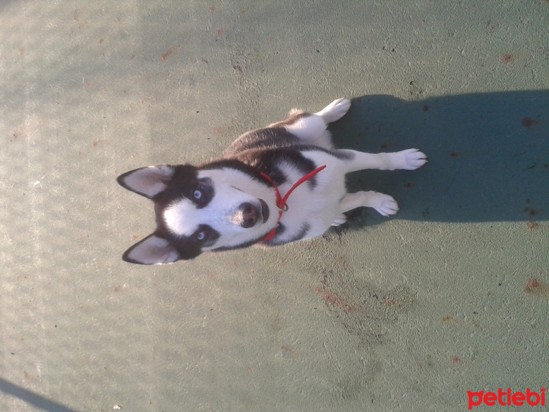 Sibirya Kurdu (Husky), Köpek  shery fotoğrafı