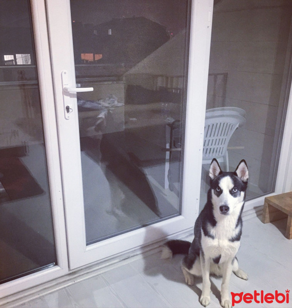 Sibirya Kurdu (Husky), Köpek  shery fotoğrafı