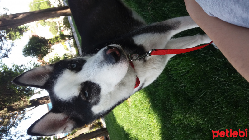 Sibirya Kurdu (Husky), Köpek  shery fotoğrafı