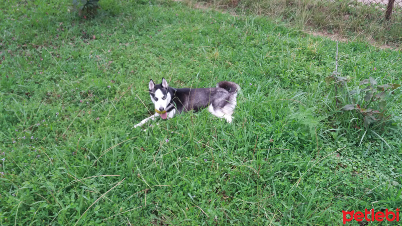 Sibirya Kurdu (Husky), Köpek  shery fotoğrafı
