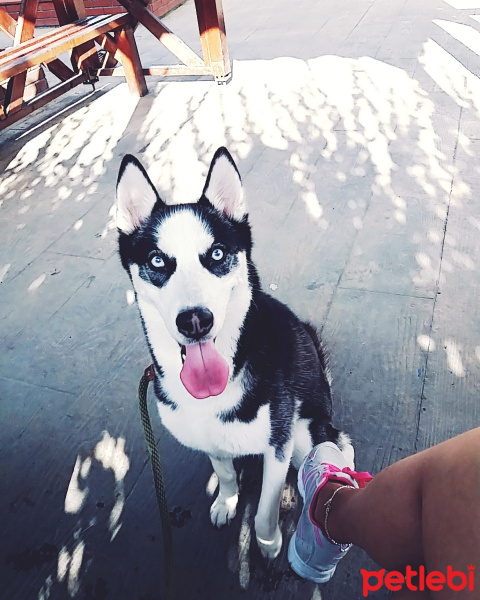 Sibirya Kurdu (Husky), Köpek  shery fotoğrafı