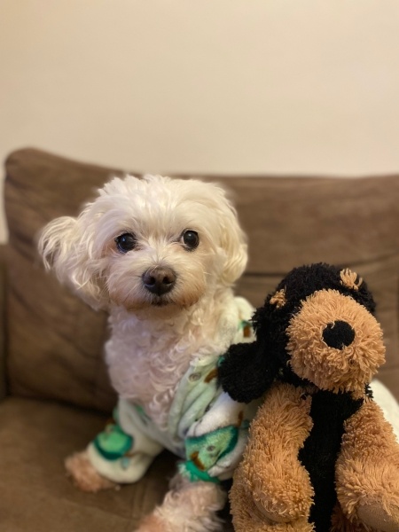 Maltese, Köpek  Köpük fotoğrafı