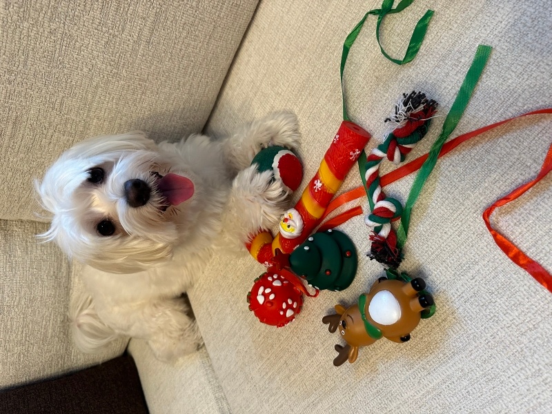 Maltese, Köpek  Mösyö fotoğrafı