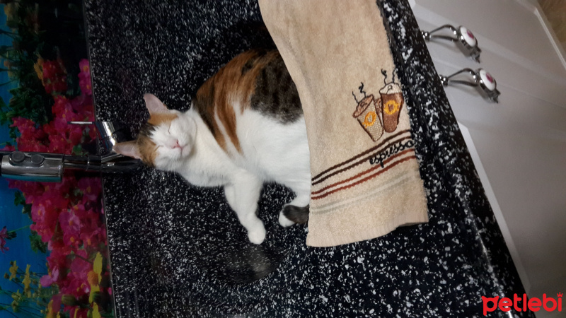 Tekir Kedi, Kedi  Cassy fotoğrafı