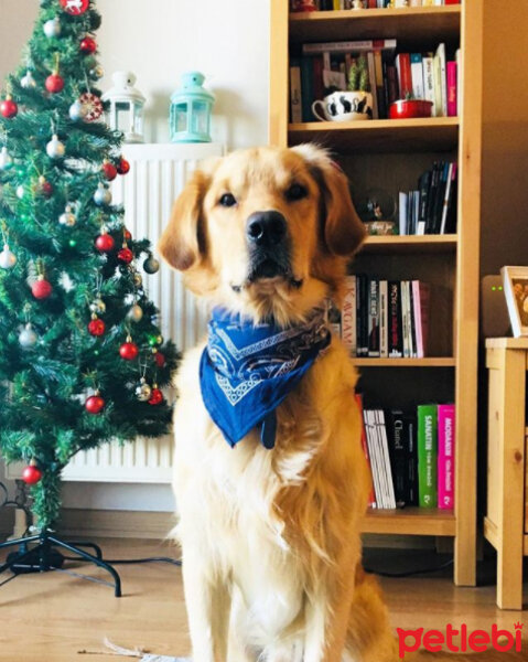 Golden Retriever, Köpek  MEX fotoğrafı