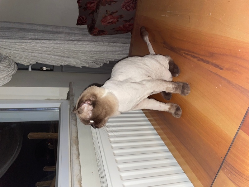 Scottish Fold, Kedi  Badem fotoğrafı