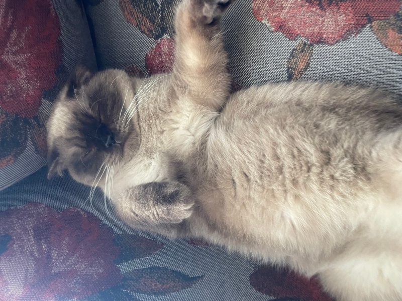 Scottish Fold, Kedi  Badem fotoğrafı