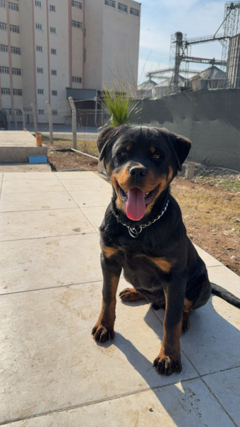 Rottweiler, Köpek  Pars fotoğrafı