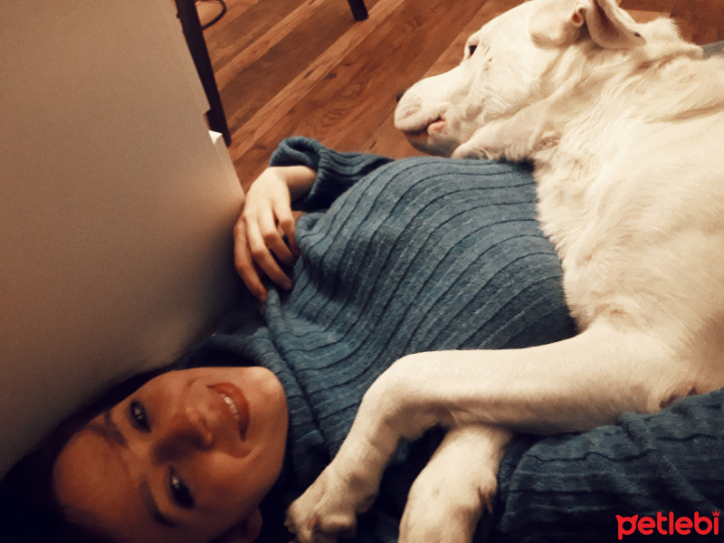 Dogo Arjantin, Köpek  Bulut fotoğrafı