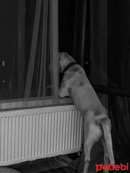 Dogo Arjantin, Köpek  Bulut fotoğrafı