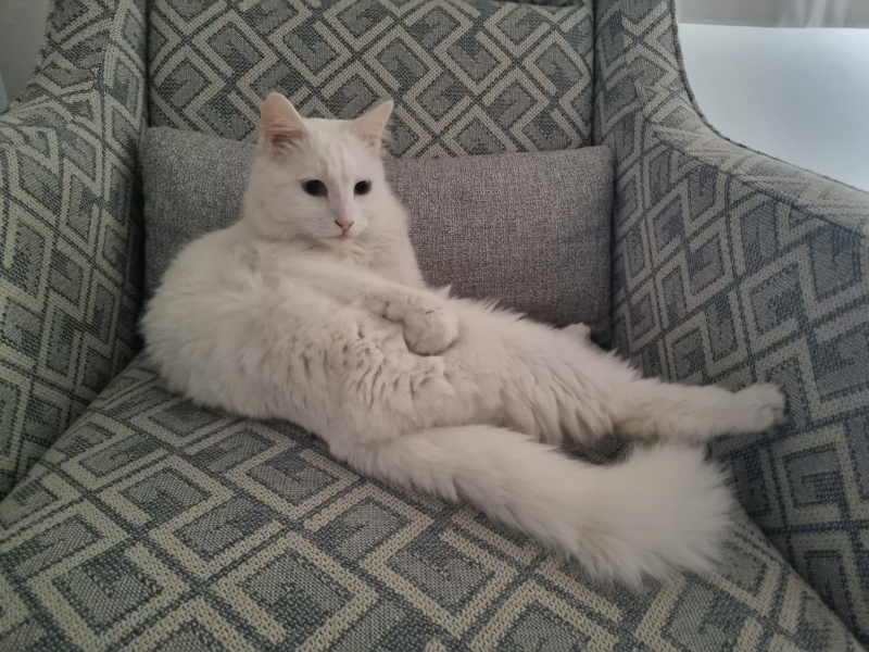 Ankara Kedisi, Kedi  Kaymak fotoğrafı