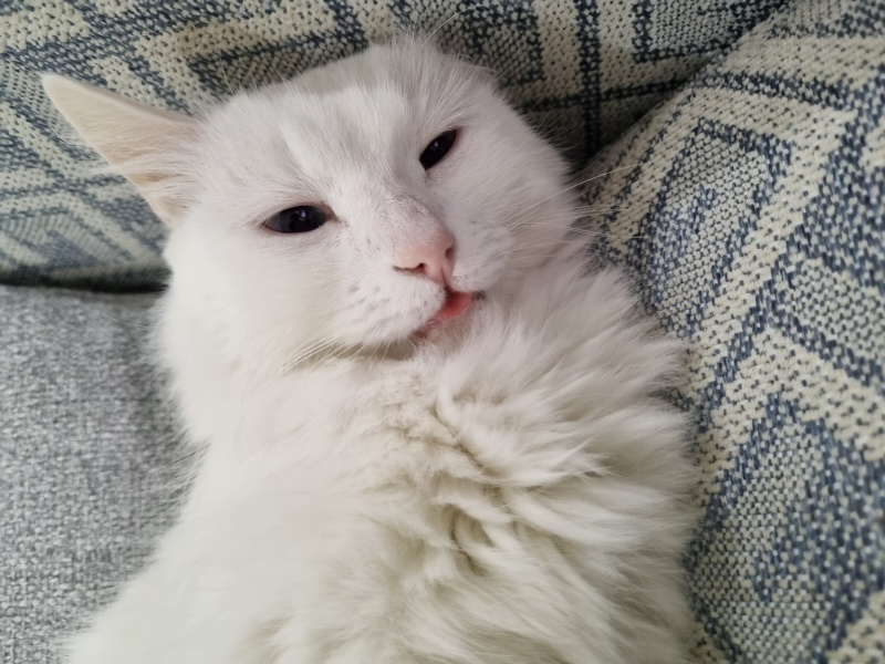 Ankara Kedisi, Kedi  Kaymak fotoğrafı