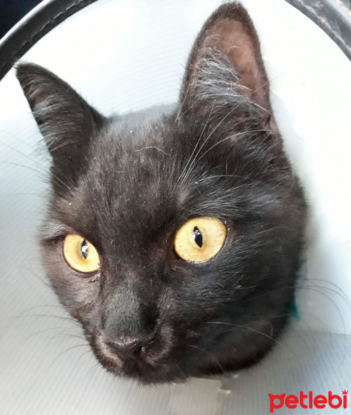 Bombay, Kedi  Karbon fotoğrafı
