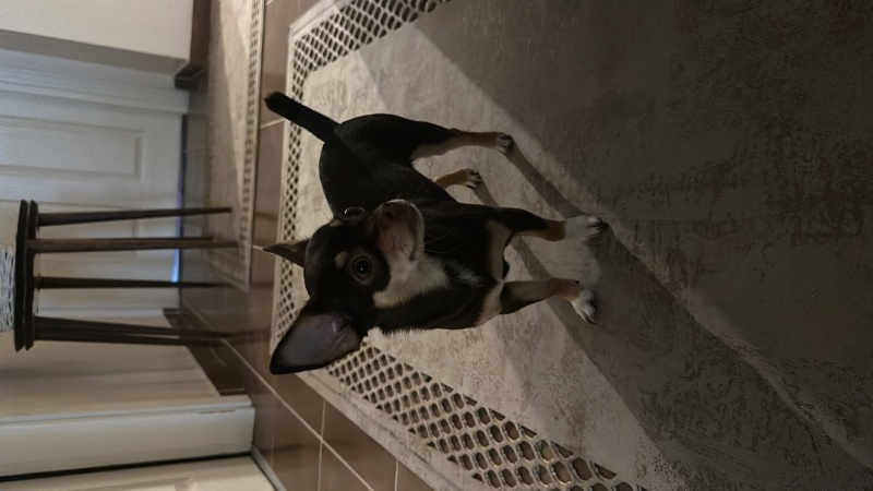 Chihuahua, Köpek  zilli fotoğrafı