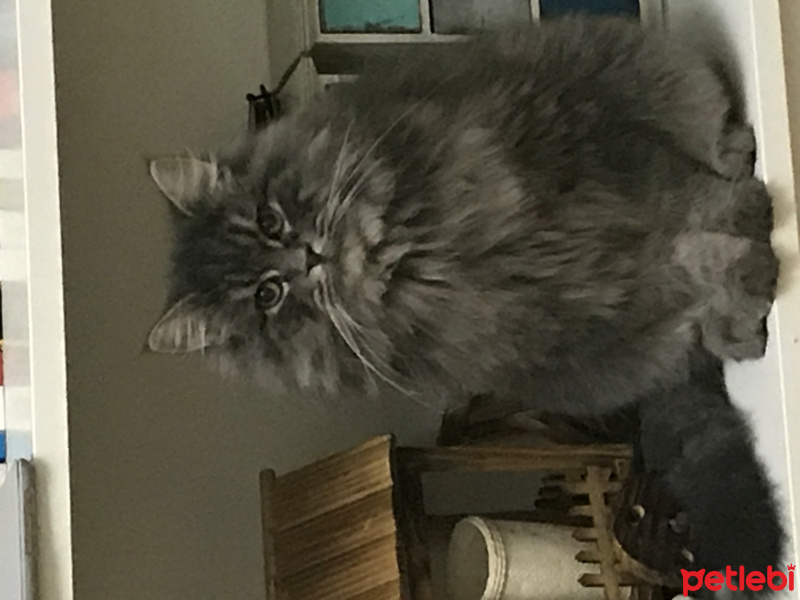 Tekir Kedi, Kedi  Gofret fotoğrafı