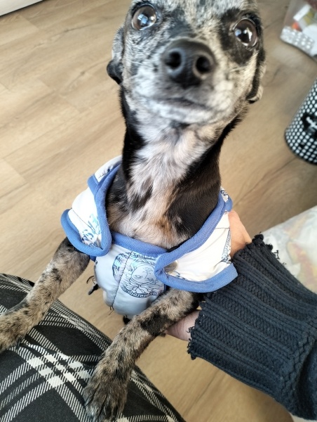 Chihuahua, Köpek  Tekila fotoğrafı