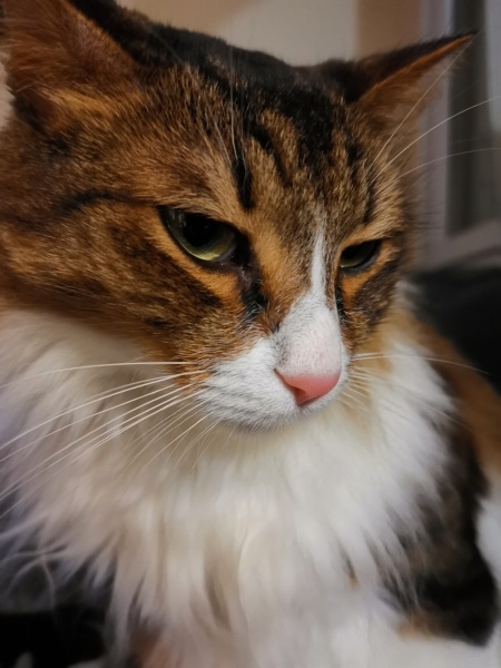 Norwegian Forest, Kedi  Ramses fotoğrafı