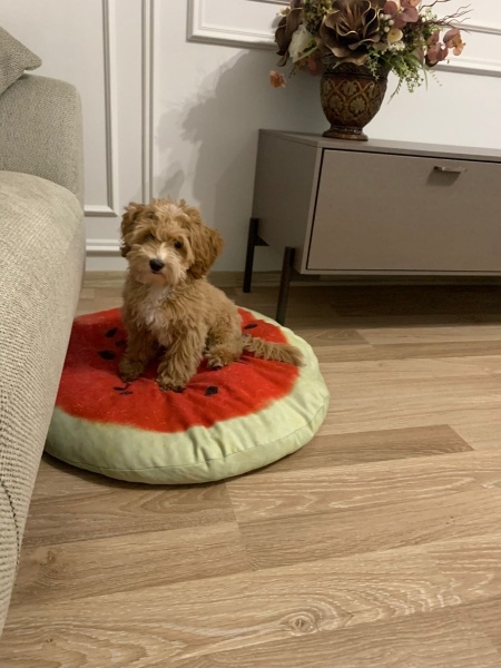 Poodle(Standart Kaniş), Köpek  Lucky fotoğrafı