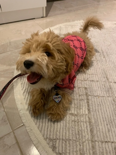 Poodle(Standart Kaniş), Köpek  Lucky fotoğrafı
