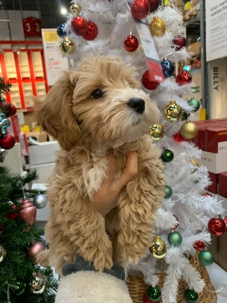 Poodle(Standart Kaniş), Köpek  Lucky fotoğrafı