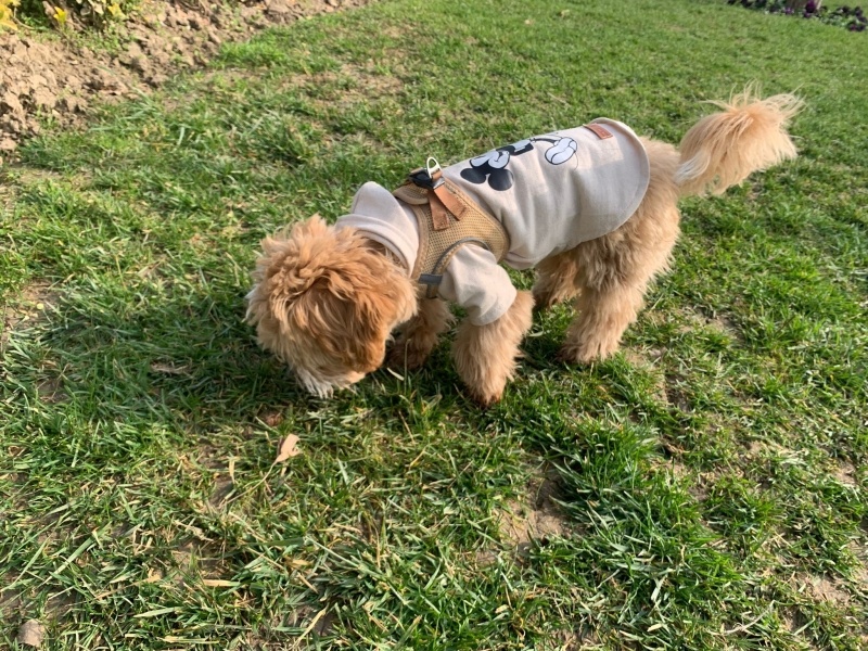 Poodle(Standart Kaniş), Köpek  Lucky fotoğrafı