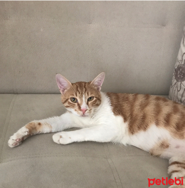 Tekir Kedi, Kedi  minnak şef fotoğrafı