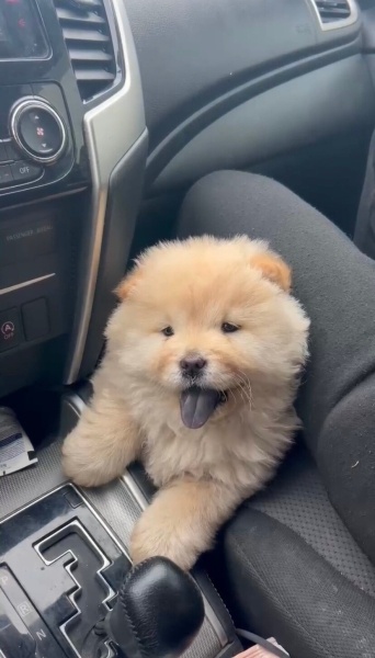 Chow Chow (çin Aslanı), Köpek  Gofrik fotoğrafı