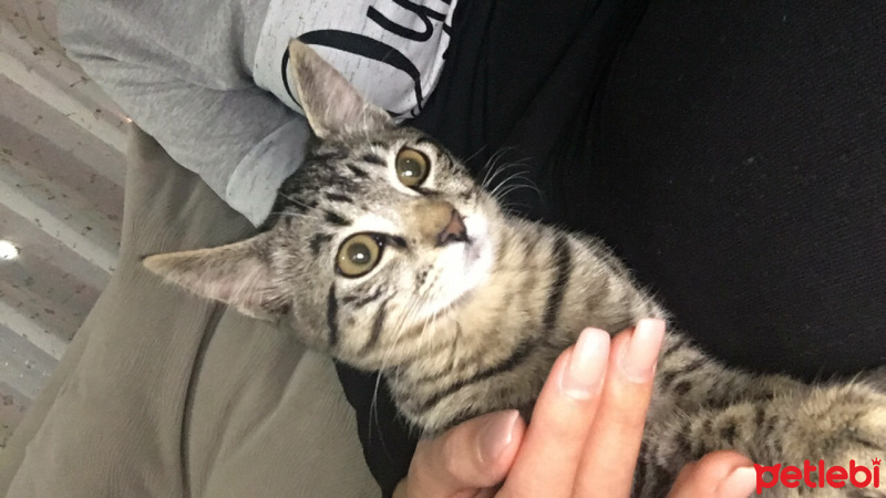 Tekir Kedi, Kedi  Lima fotoğrafı