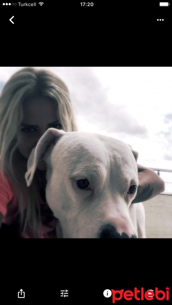 Dogo Arjantin, Köpek  Kaos fotoğrafı