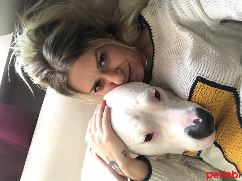 Dogo Arjantin, Köpek  Kaos fotoğrafı
