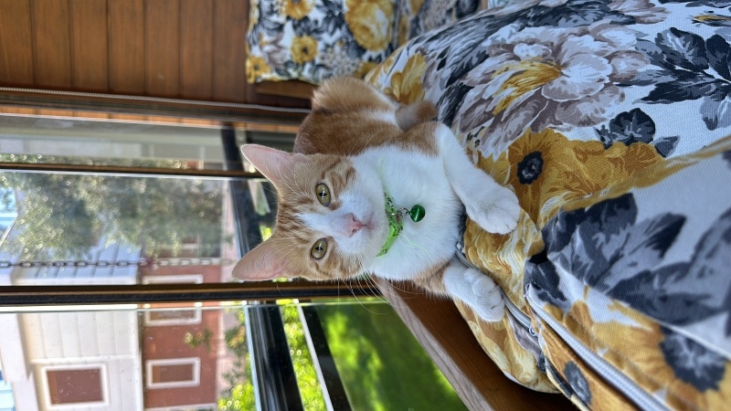 Sarman, Kedi  Gofret fotoğrafı