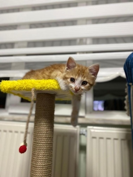 Tekir Kedi, Kedi  Thor fotoğrafı