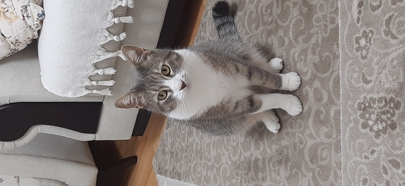 Tekir Kedi, Kedi  Aslan fotoğrafı