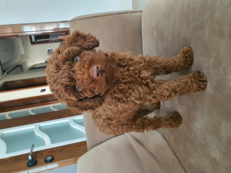 Poodle (Minyatür Kaniş), Köpek  Tarçın fotoğrafı