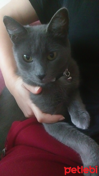 Mavi Rus, Kedi  Paris fotoğrafı