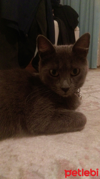 Mavi Rus, Kedi  Paris fotoğrafı