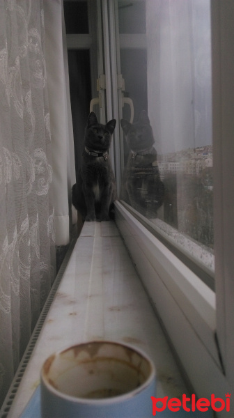 Mavi Rus, Kedi  Paris fotoğrafı