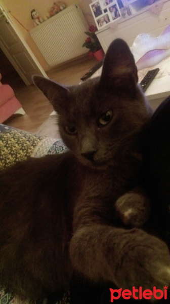 Mavi Rus, Kedi  Paris fotoğrafı