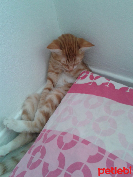 Tekir Kedi, Kedi  Zero fotoğrafı