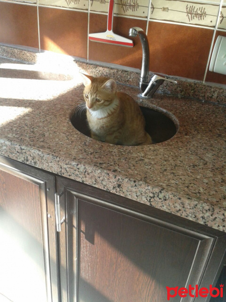Tekir Kedi, Kedi  Zero fotoğrafı