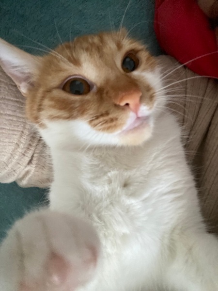 Sarman, Kedi  Parla fotoğrafı