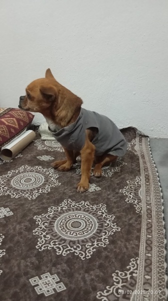 Chihuahua, Köpek  Rıfkı fotoğrafı