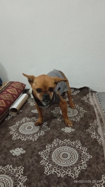 Chihuahua, Köpek  Rıfkı fotoğrafı
