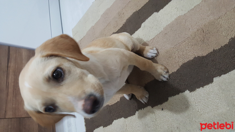 Beagle, Köpek  Leydi fotoğrafı