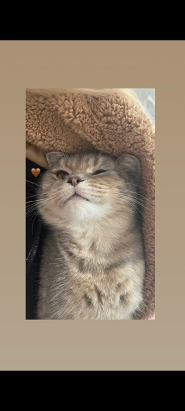 British Shorthair, Kedi  Cokkie fotoğrafı