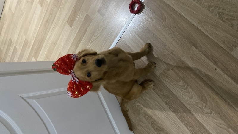 Golden Retriever, Köpek  Tarçın fotoğrafı