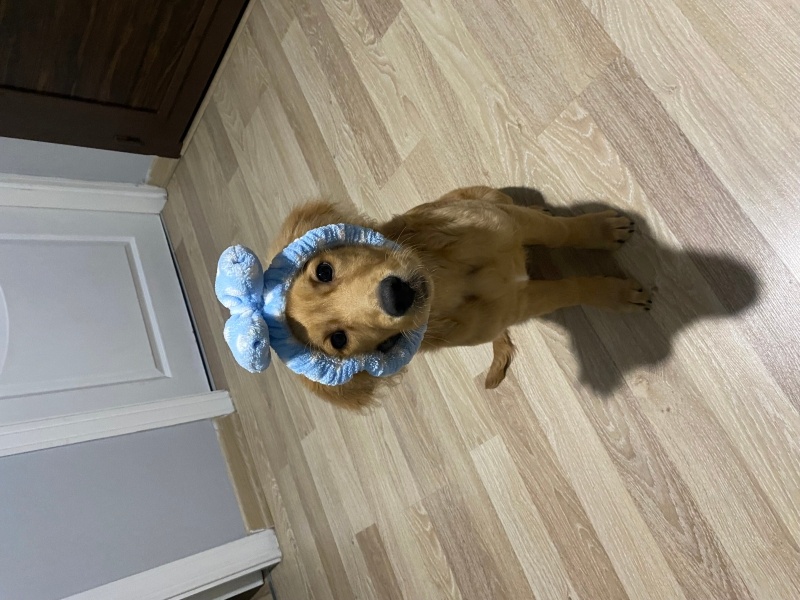 Golden Retriever, Köpek  Tarçın fotoğrafı