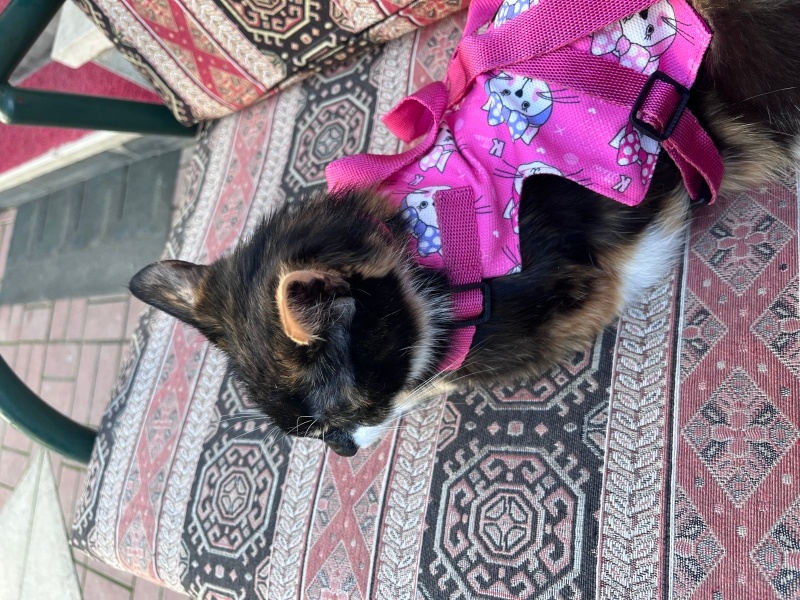 Tekir Kedi, Kedi  Karamel fotoğrafı
