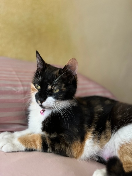 Tekir Kedi, Kedi  Karamel fotoğrafı