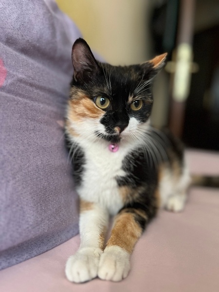 Tekir Kedi, Kedi  Karamel fotoğrafı